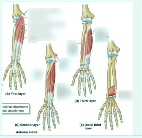 antebridal|ANTEBRACHIAL definition .